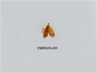 藏品(華麗美苔蛾)的圖片